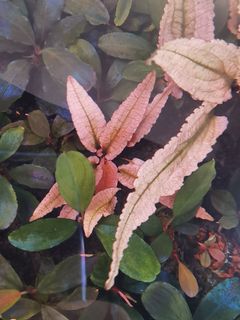 (Category: ) located in . Submitted by siang.z (Listing ID 1247437493, Image 1). Description: .
