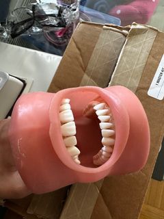 Dental hygiene typodont