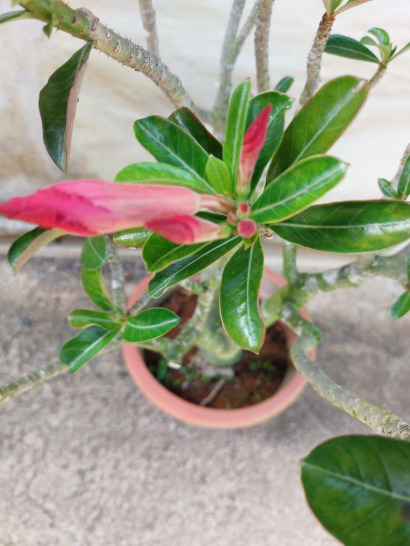 Flowering Red Adenium, Furniture & Home Living, Gardening, Plants ...