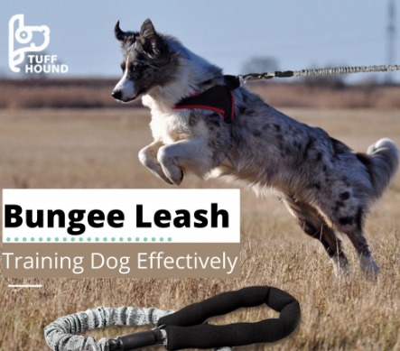 Elastic dog leash online