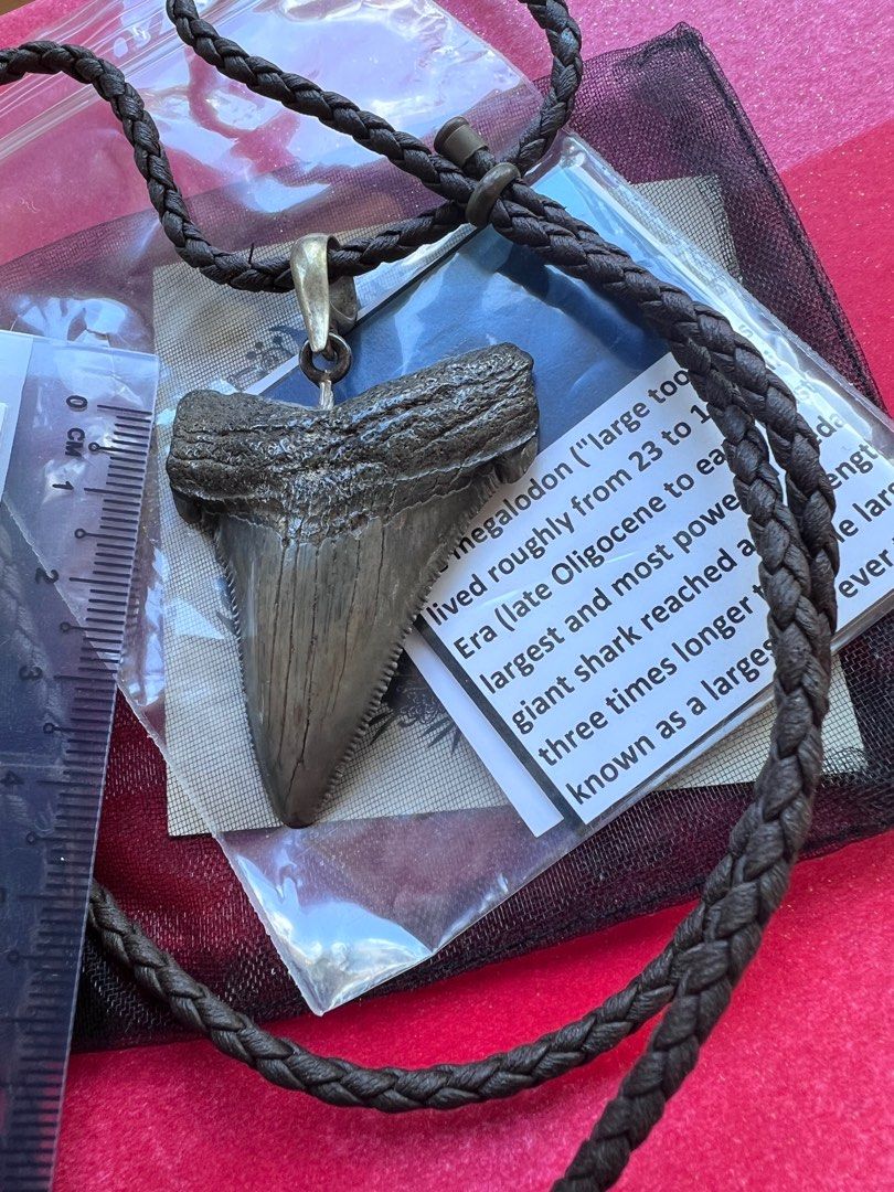 Megalodon tooth necklace outlet