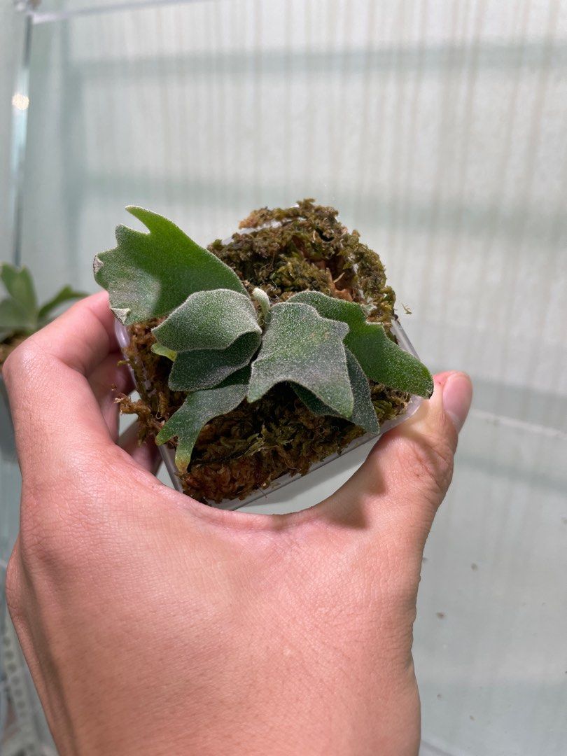 P.Willinckii ' Bacteria' Sporeling (侏儒爪哇 '细菌' 孢子苗