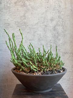 （分類：）位於 。 由 hermancym 提交（商品編號 1247659453，圖片 1）。簡介： 。