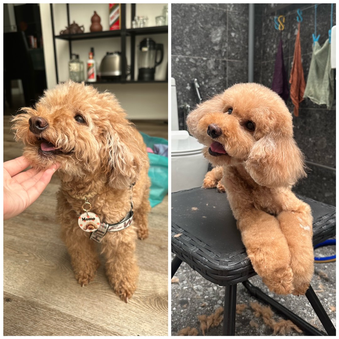 Dog grooming/boarding/shower , Pet Supplies, Health & Grooming on Carousell