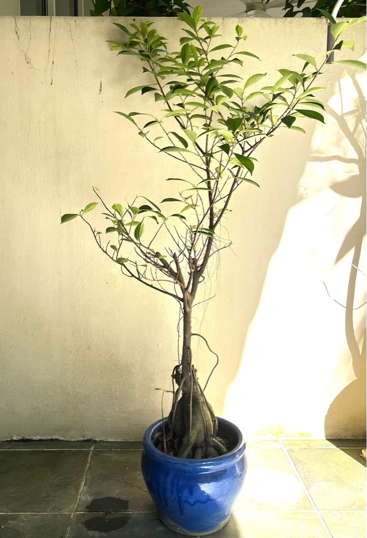 Overgrown bonsai, Furniture & Home Living, Gardening, Plants & Seeds on