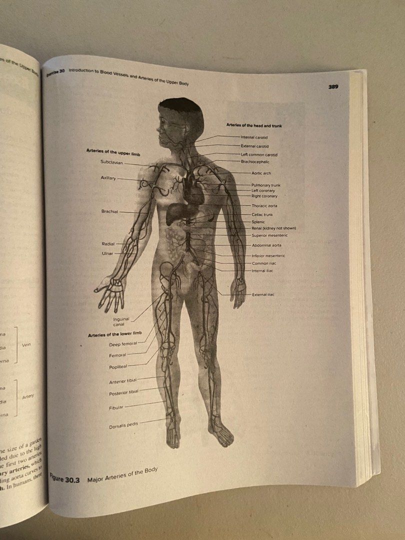 seeley’s anatomy and physiology laboratory manual, Hobbies & Toys ...