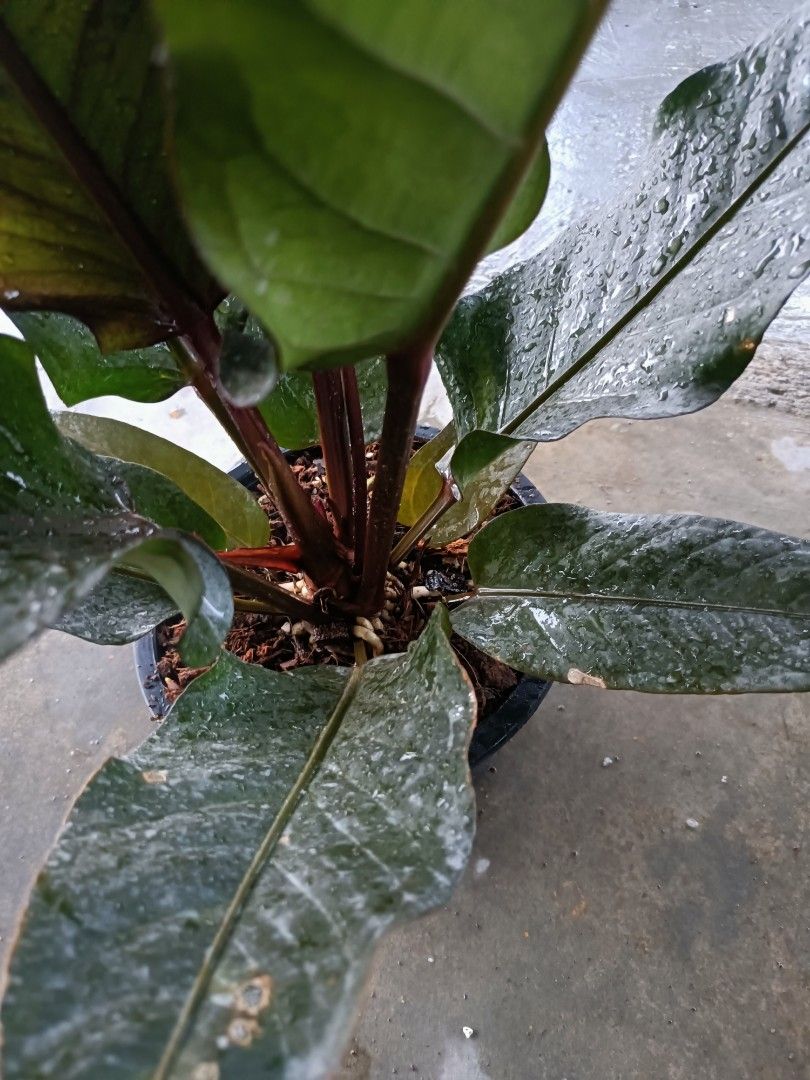 variegated dracaena Variegated Dracaena