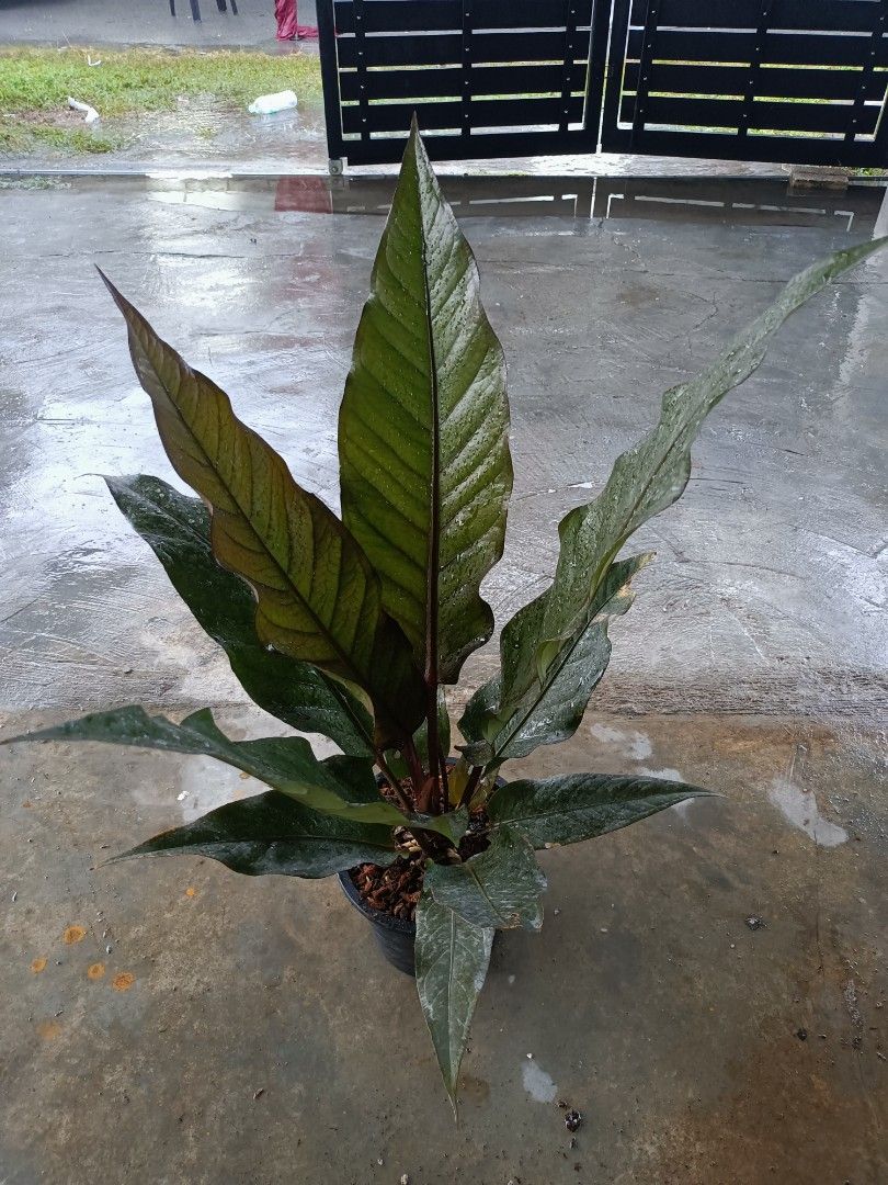 fiddle leaf fig plant for sale Fiddle Leaf Fig Tree | Ficus Lyrata