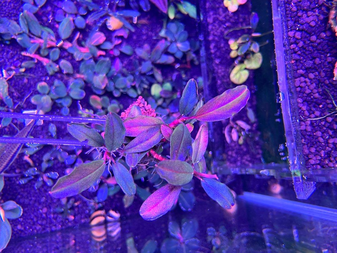 Bucephalandra sp.King rainbow purple （Bucephalandra Rainbow