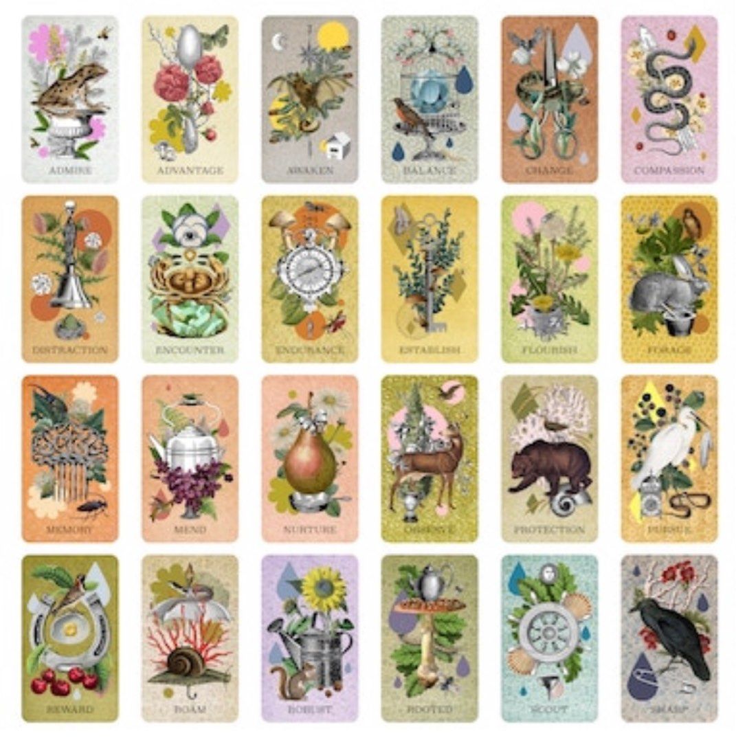 Coastal Curiosities Oracle Deck by Lennox Rees (Tarot Beginner ...