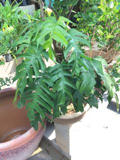 (Category: ) located in . Submitted by tudorgreensolutions (Listing ID 1247737088, Image 1). Description: .