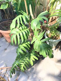 (Category: ) located in . Submitted by tudorgreensolutions (Listing ID 1247736298, Image 1). Description: .
