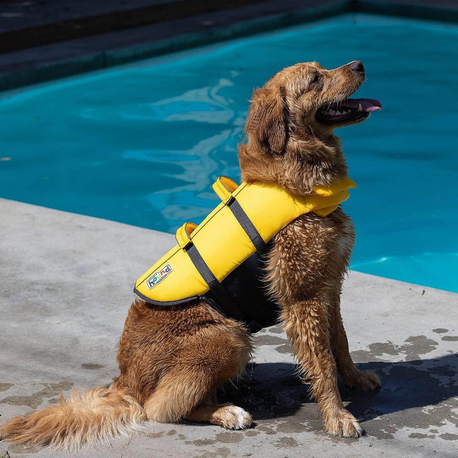 Outward bound dog life jacket online