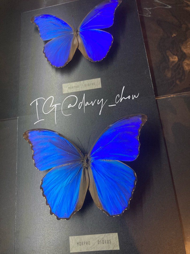 巴西大藍蝶蝴蝶標本, 興趣及遊戲, 手作＆自家設計, 文具及工藝- 手作
