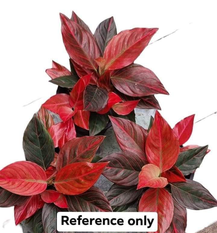 dracaena michiko Colorama Dracaena