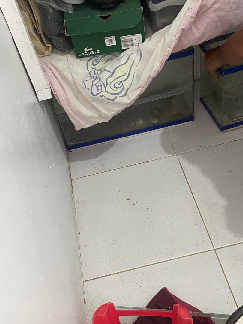 Aquarium (Category: Homes & Other Pet Accessories) located in Quezon City. Submitted by kayseeeee (Listing ID 1247943227, Image 3). Description: 4 aquariums for big fishes and fighting fish po. .