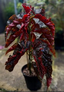 Begonia crackling rose