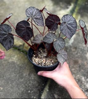 Begonia passing storm