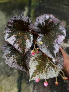 Begonia sykakiengii