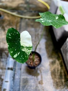 colocasia Milky Way