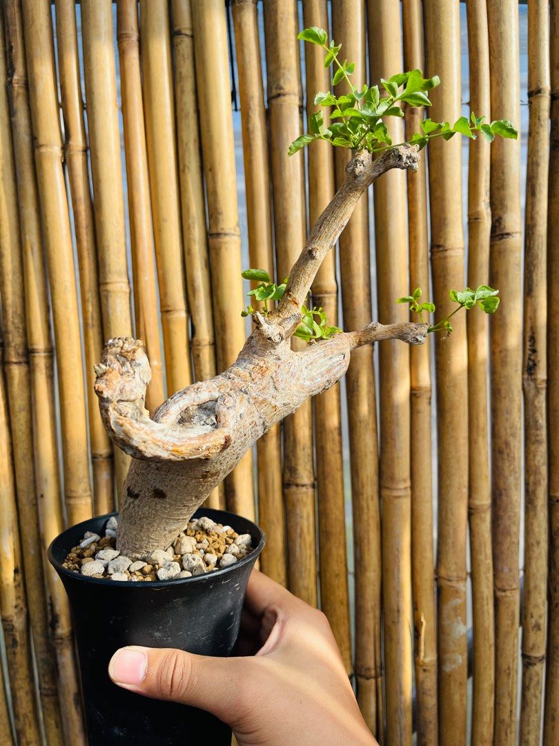 Commiphora saxicola, Furniture & Home Living, Gardening, Plants & Seeds