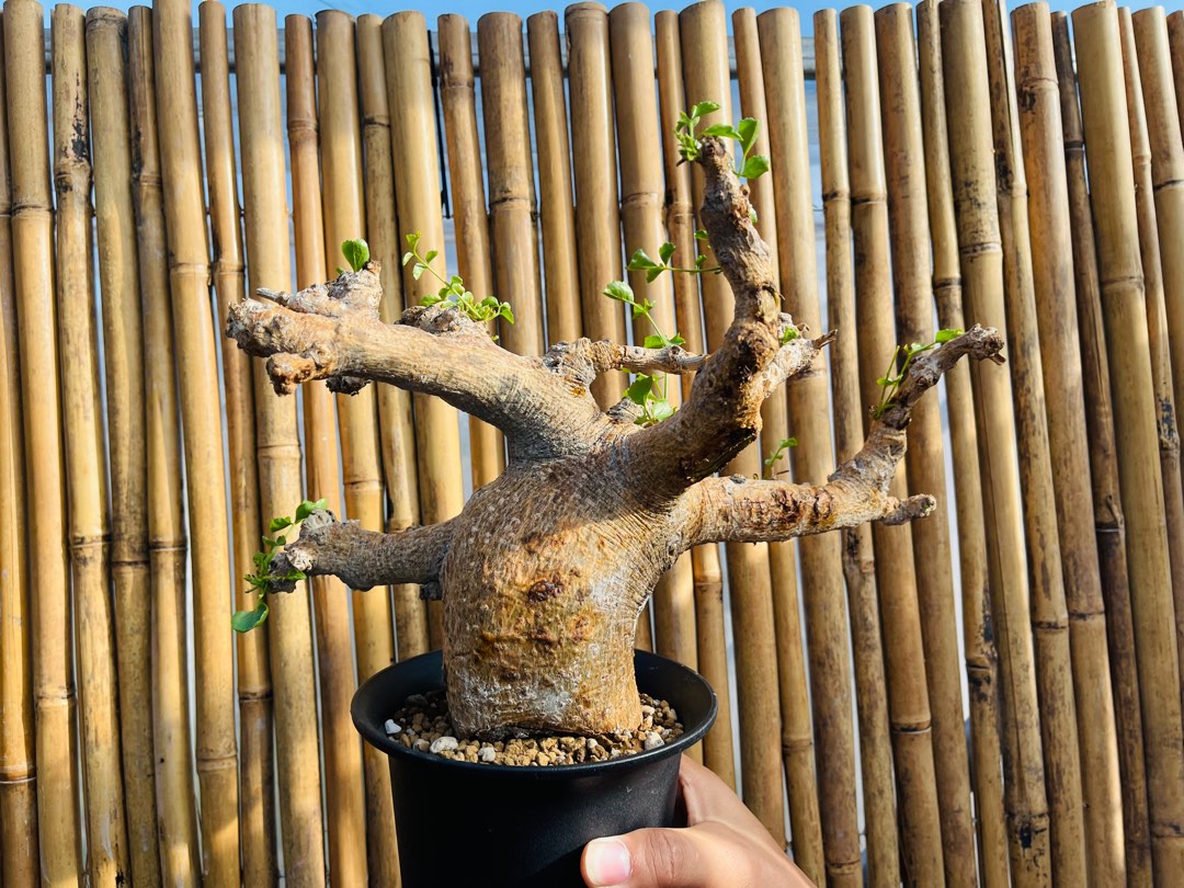 Commiphora saxicola 岩生橄榄, Furniture & Home Living, Gardening, Plants ...
