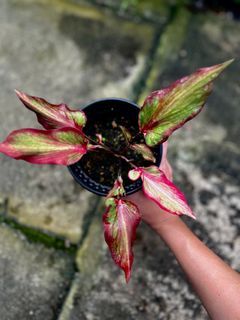Double leaf caladium