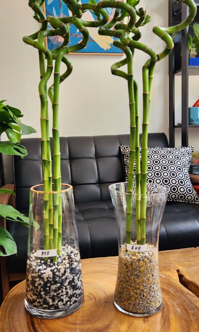 Lucky Bamboo in clear glass vase, Furniture & Home Living, Home Decor  Accessories, Vases & Decorative Bowls on Carousell