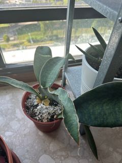 (Category: ) located in . Submitted by thelaperle (Listing ID 1247911811, Image 1). Description: .