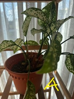 (Category: ) located in . Submitted by thelaperle (Listing ID 1247912500, Image 1). Description: .