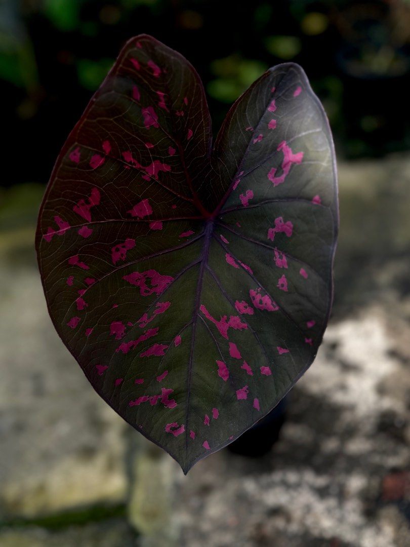Caladium Bulbs Care Instructions At Tammy Pough Blog