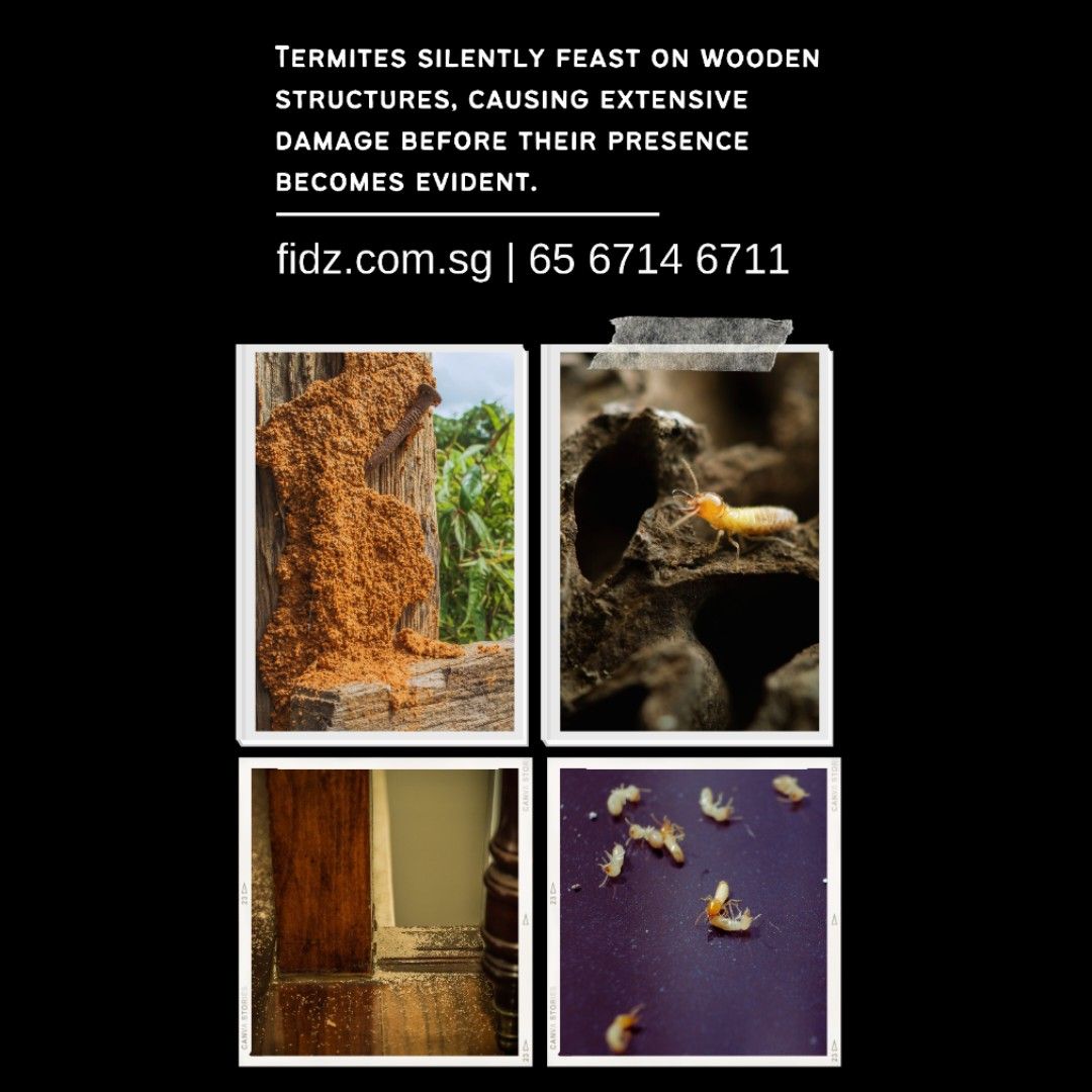 Termites Exterminator, Home Services, Home Cleaning, Pest Control