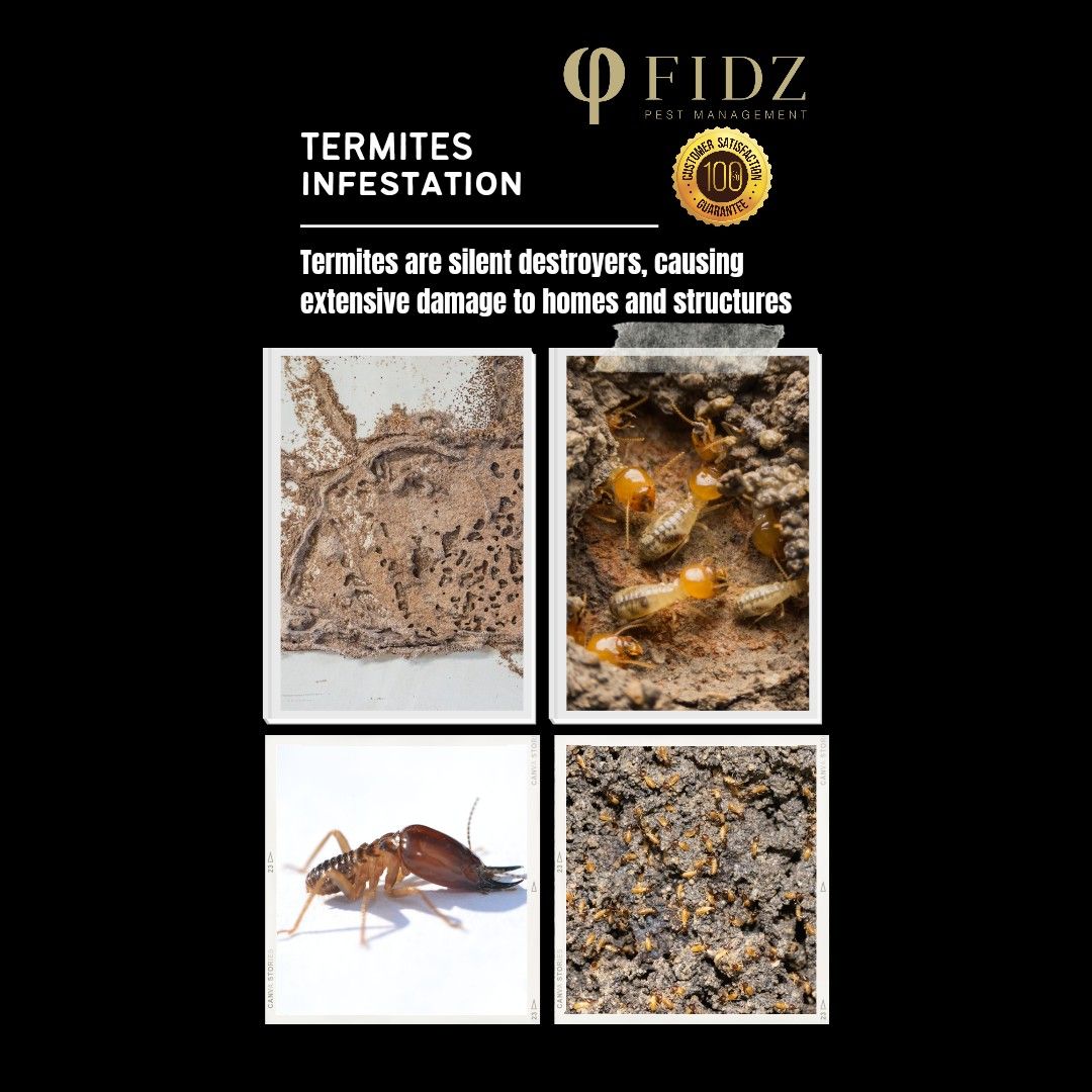 Termites Exterminator, Home Services, Home Cleaning, Pest Control