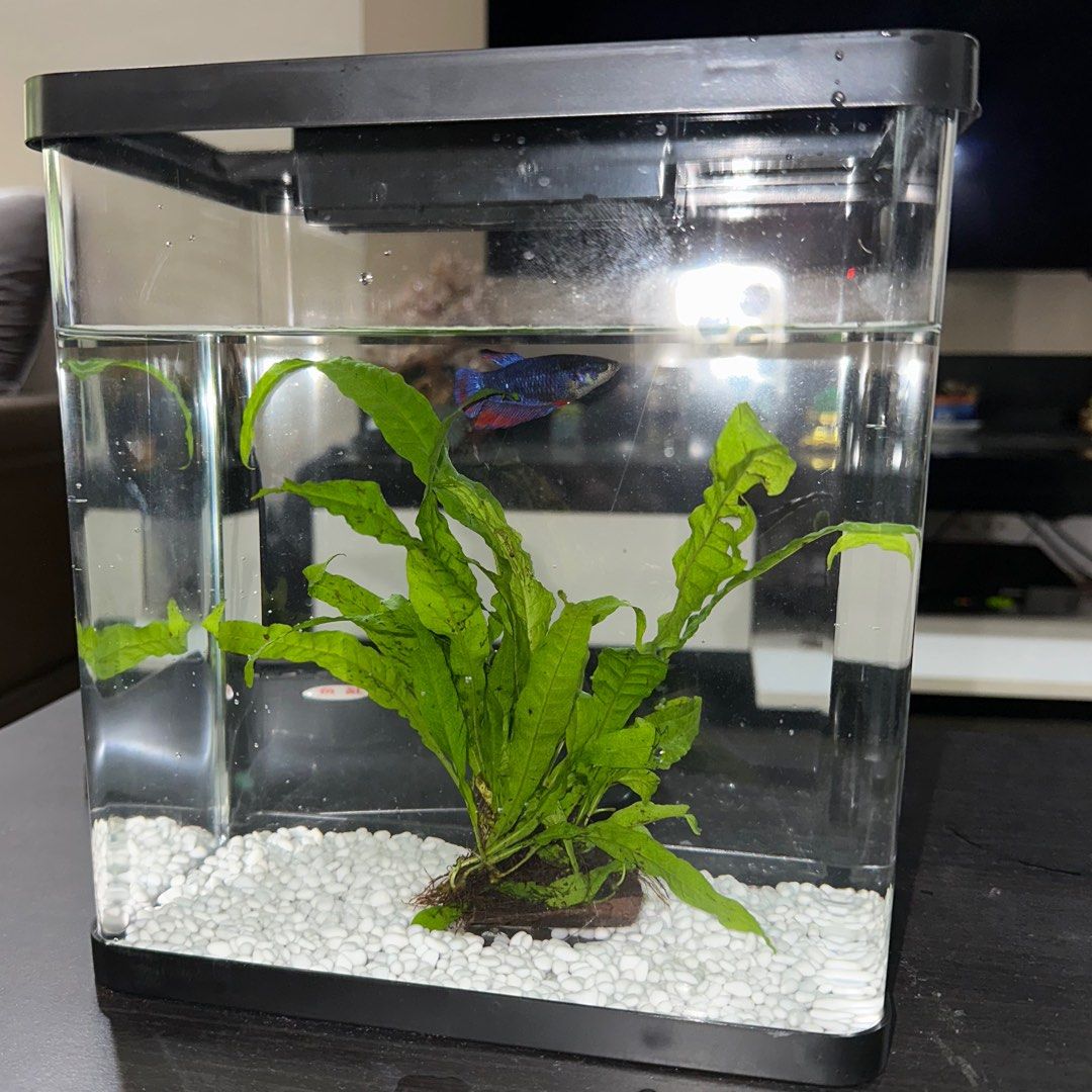 Used fish hot sale tank supplies