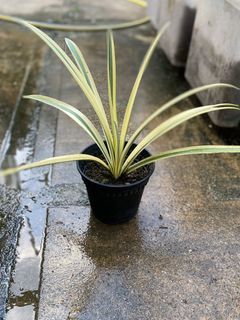 Variegated Spider Lily