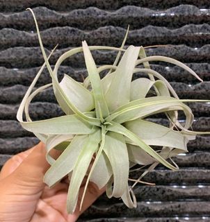 Xerographica seedgrown small size , airplant air plant airplants tillandsia king of airplants