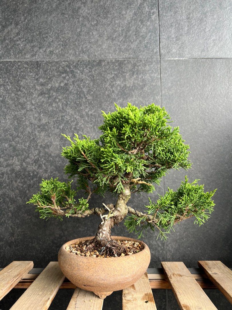 日本🇯🇵糸魚川真柏Japanese Itoigawa Shimpaku ｜植物盆景盆栽bonsai