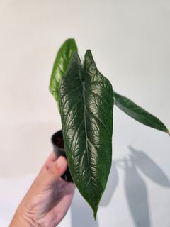(Category: ) located in . Submitted by plantstudiosg (Listing ID 1252279037, Image 1). Description: .