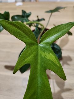 (Category: ) located in . Submitted by plantstudiosg (Listing ID 1252337932, Image 1). Description: .