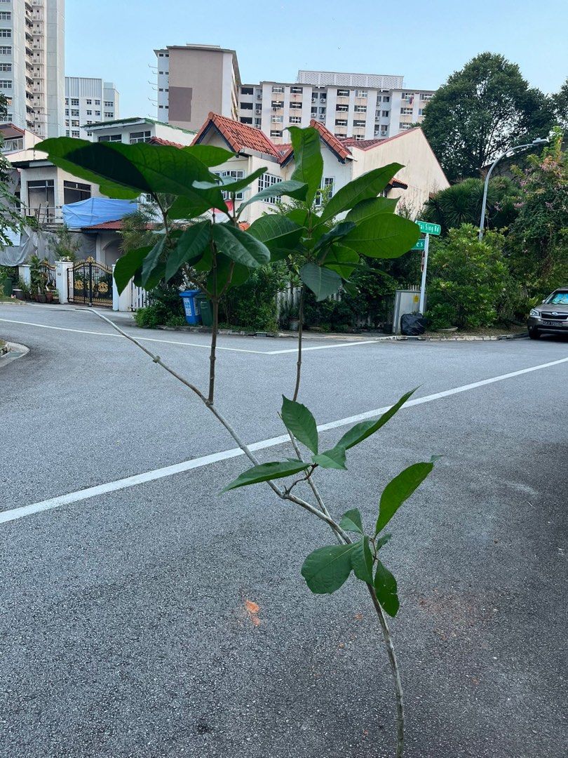 Sandpaper vine plant, Furniture & Home Living, Gardening, Plants