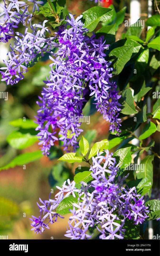 Sandpaper vine plant, Furniture & Home Living, Gardening, Plants