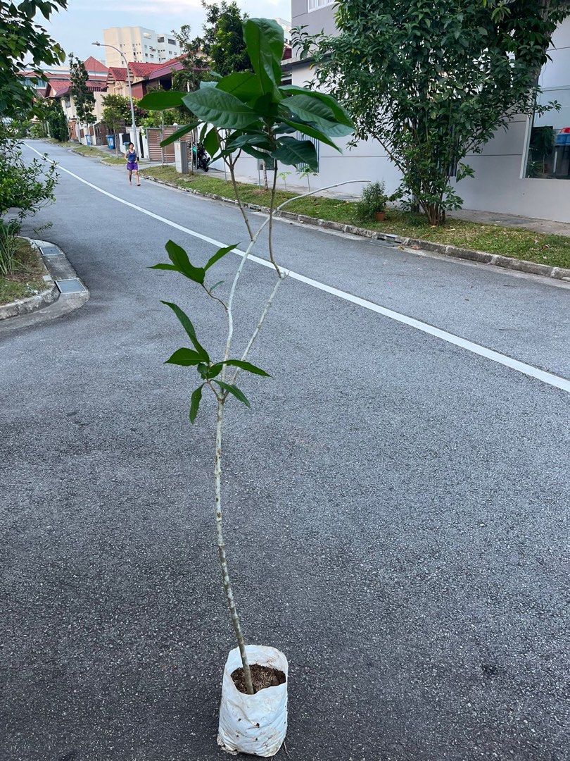 Sandpaper vine plant, Furniture & Home Living, Gardening, Plants