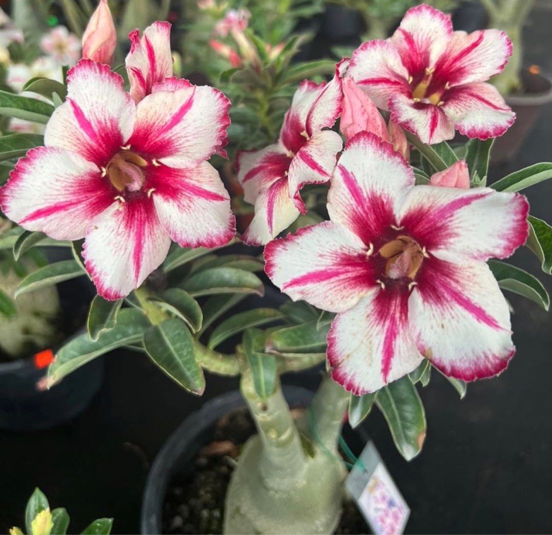 Adenium ID: Son Nu, Furniture & Home Living, Gardening, Plants & Seeds ...