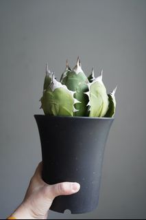 Agave wild form Oteroi very big 15cm pot