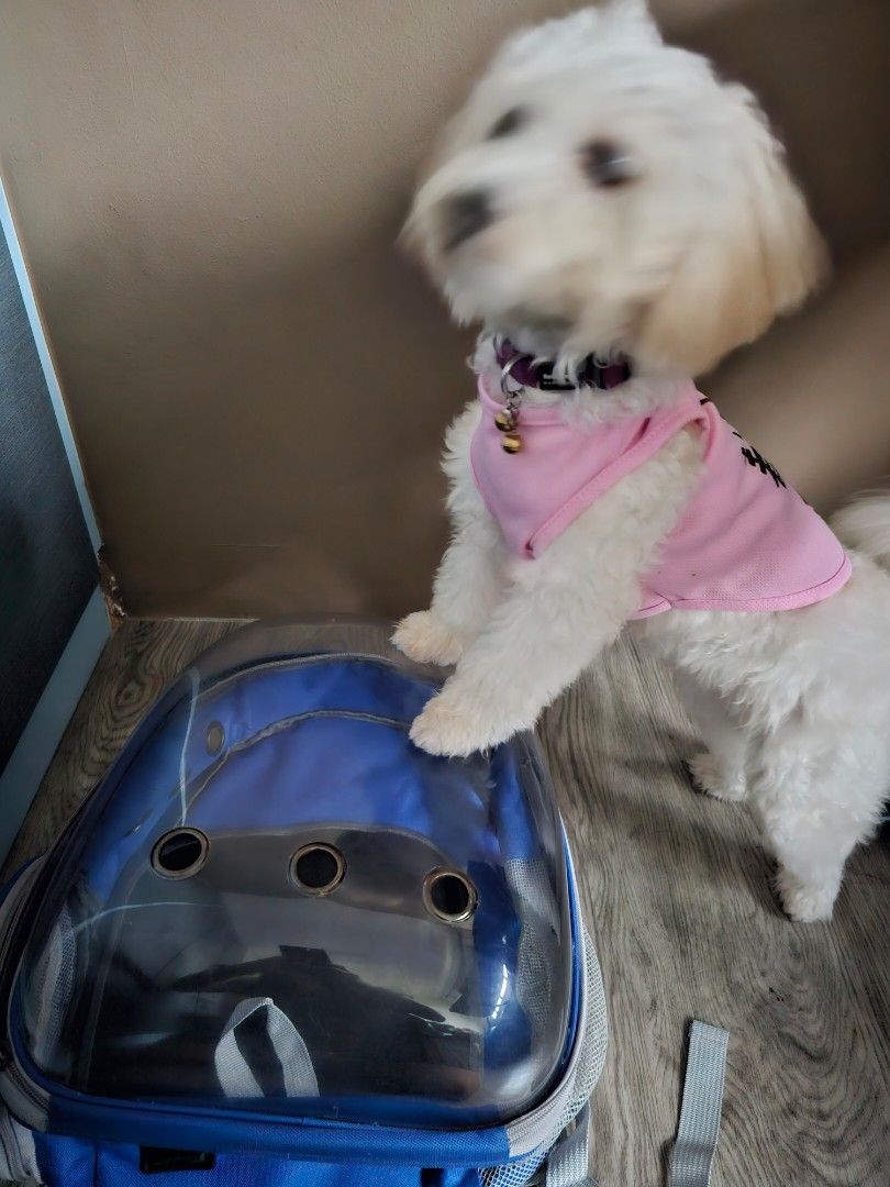 Backpack (Category: Homes & Other Pet Accessories) located in Singapore. Submitted by miyoki_2311 (Listing ID 1254033861, Image 3). Description: It is almost new. My puppy is out grown to squeeze for her. Selling : $35.