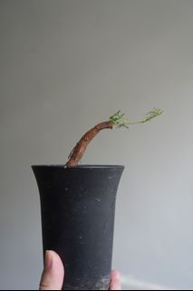 Operculicarya Decaryi
