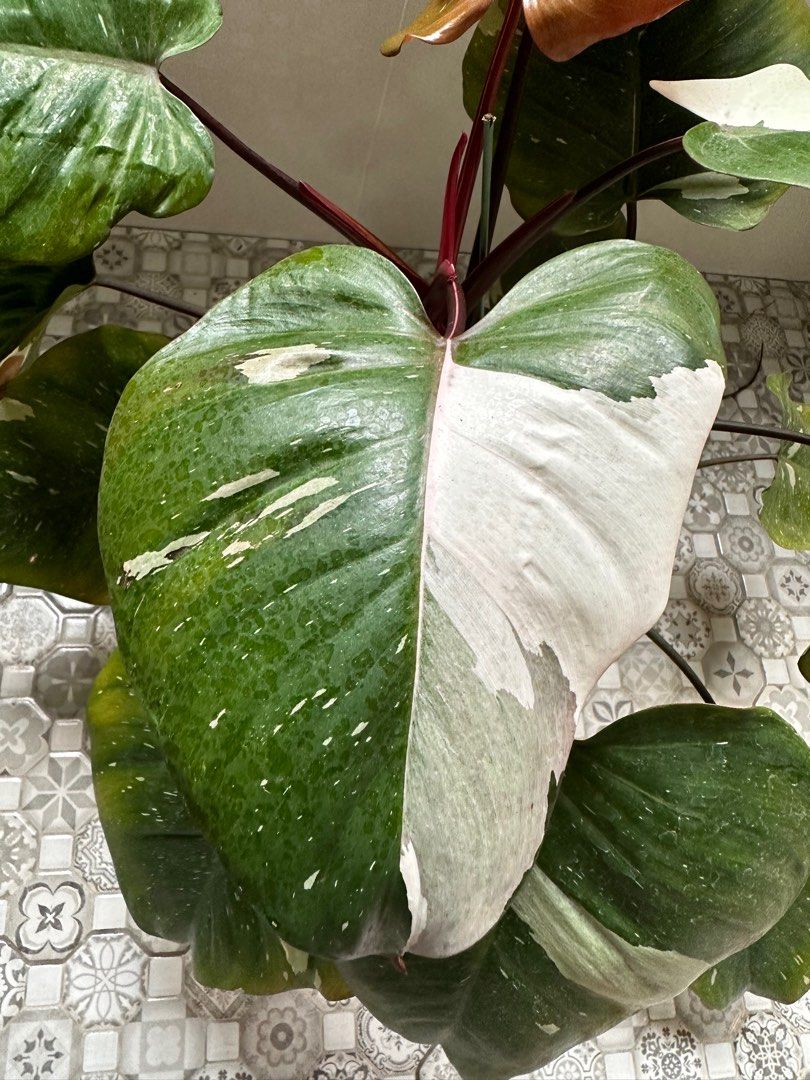 Philodendron Rd Anderson Philodendron Red Anderson, Furniture & Home Living, Gardening, Plants ...