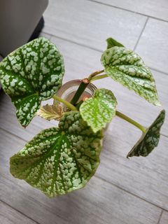 （分類：）位於 。 由 yilian90 提交（商品編號 1253945049，圖片 1）。簡介： 。
