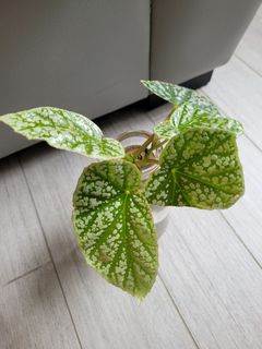 （分類：）位於 。 由 yilian90 提交（商品編號 1253945776，圖片 1）。簡介： 。