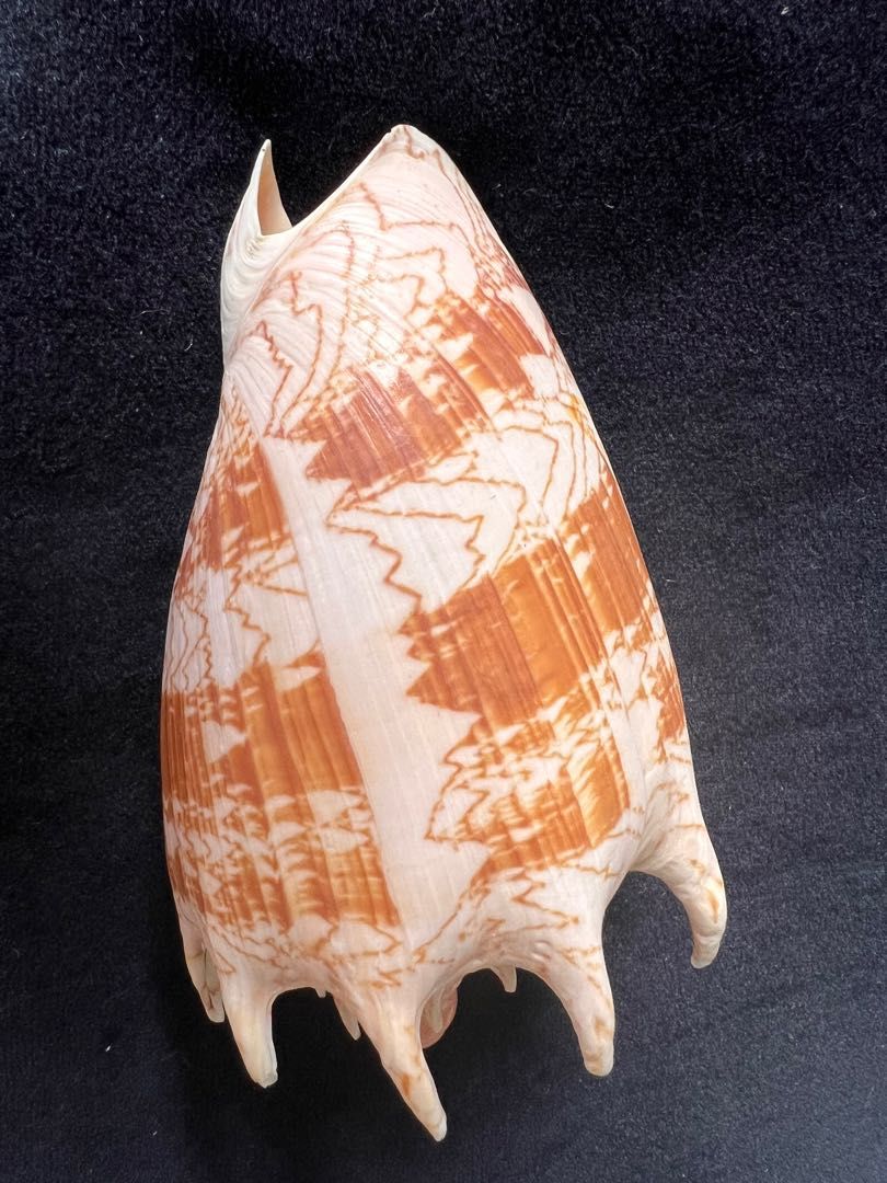 Seashell (Category: Vintage Collectibles) located in Singapore. Submitted by viclsk (Listing ID 1253968969, Image 3). Description: .
